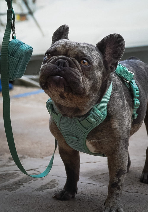 Arnés Resistence Green Dark