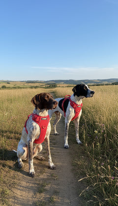 Arnés Resistence Red