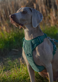 Arnés Resistence Green Dark