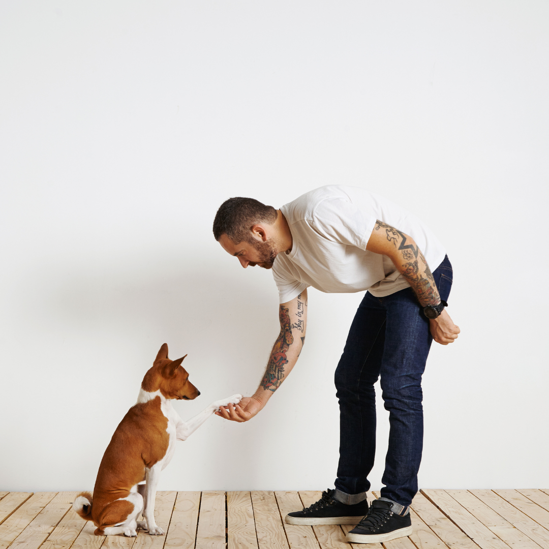 Consejos prácticos para entrenar a tu perro en casa: desde trucos divertidos hasta habilidades esenciales - Tymon suricate brand