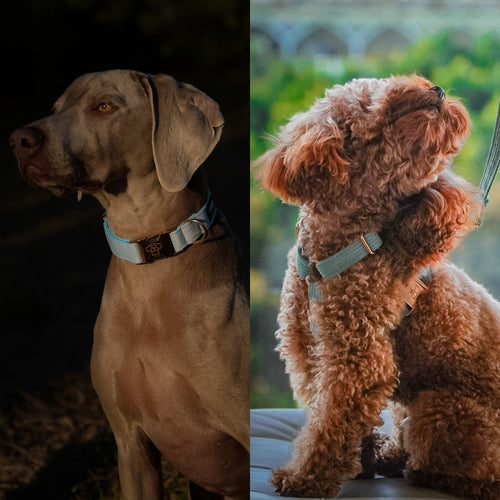 Arnés de Paseo vs. Collar: ¿Cuál es Mejor para tu Perro?