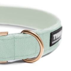 Collar Classic Green Clear